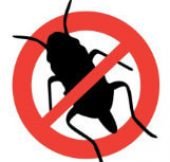 disinfestazione-blatta_orig