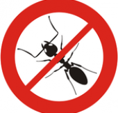 disinfestazione-formiche-milano